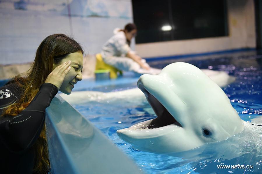 Post-90's girl performs with beluga whale at Harbin Polarland(1/7)