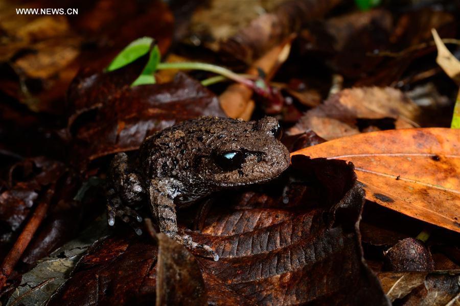 New amphibian species found in SW China(1/4)