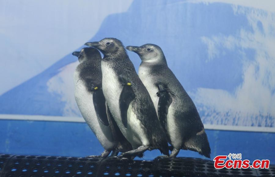 City imports seven penguins from Argentina(1/4)