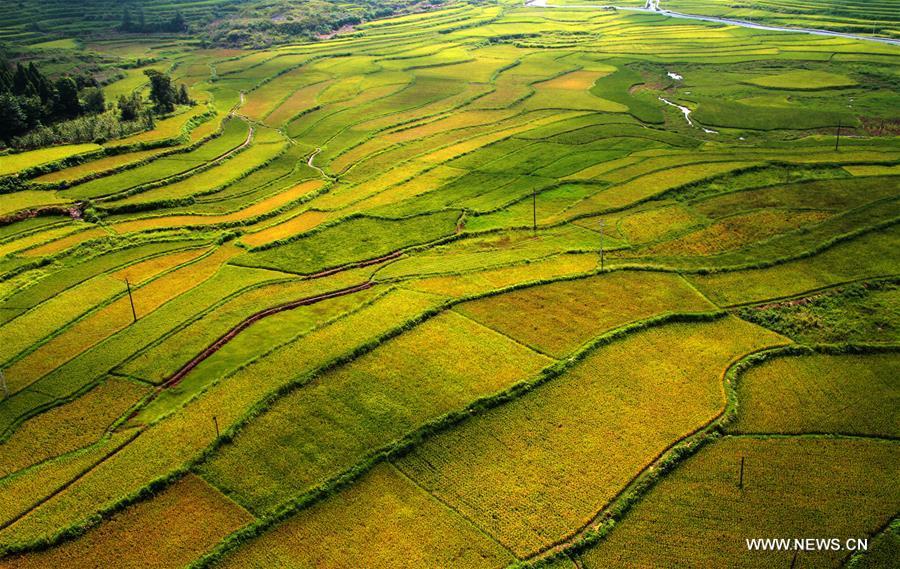 Paddy fields seen in Hunan(1/5)