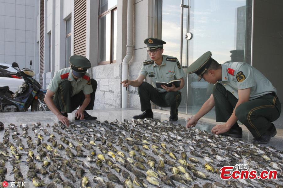 Man detained for hunting hundreds of wild birds(1/3)