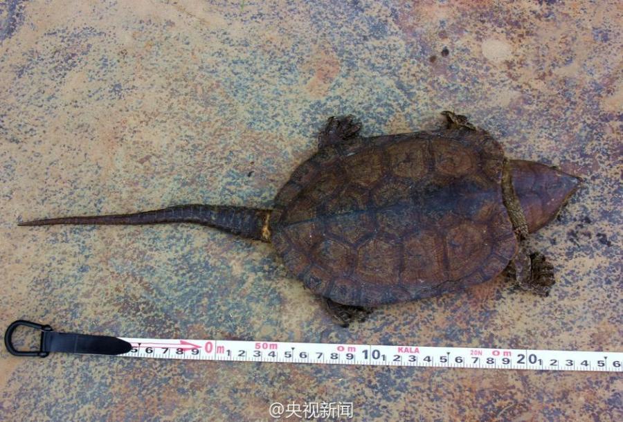 Suspect detained for trafficking turtles in Yunnan(1/4)