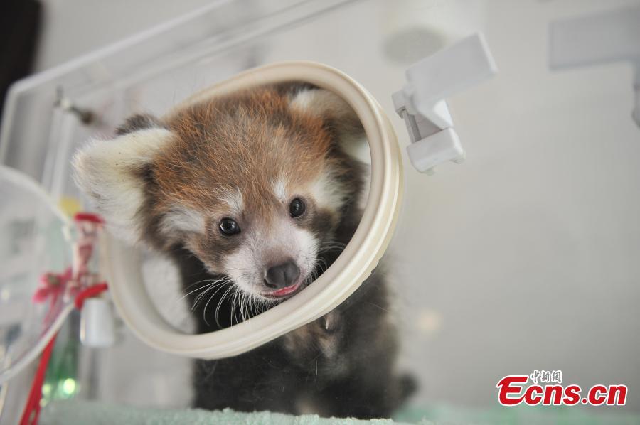 A red panda stays in an incubator at a zoo in Kunming City, the capital of Southwest China’s Yunnan Province, Aug. 30, 2016. The zoo has successfully bred a red panda, a second degree animal under state protection in China, in captivity. (Photo: China News Service/Liu Ranyang)