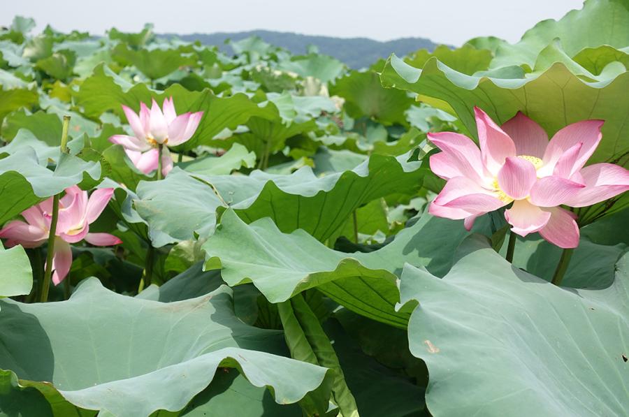 Lotus flowers bloom in G20 welcome(1/8)