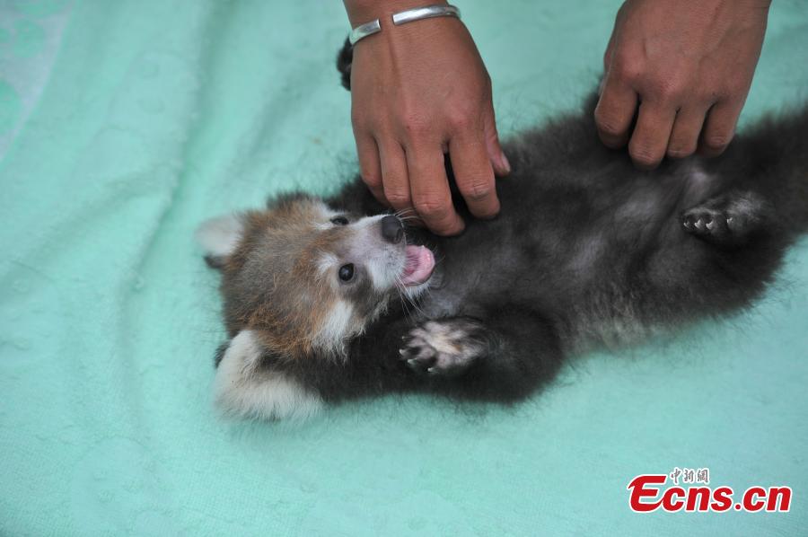 A keeper looks after a red panda cub at a zoo in Kunming City, the capital of Southwest China’s Yunnan Province, Aug. 30, 2016. The zoo has successfully bred a red panda, a second degree animal under state protection in China, in captivity. (Photo: China News Servic