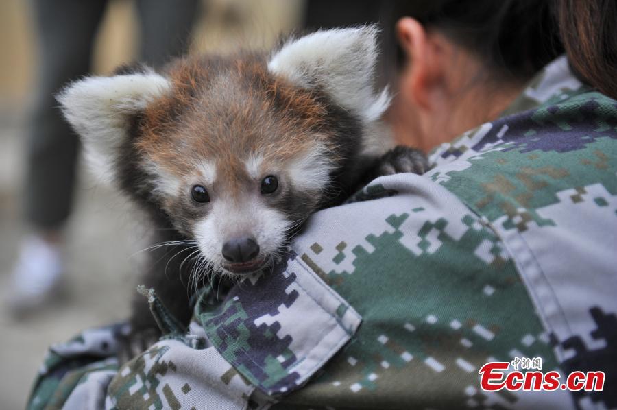A keeper looks after a red panda cub at a zoo in Kunming City, the capital of Southwest China’s Yunnan Province, Aug. 30, 2016. The zoo has successfully bred a red panda, a second degree animal under state protection in China, in captivity. (Photo: China News Servic