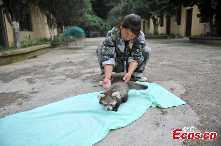A keeper looks after a red panda cub at a zoo in Kunming City, the capital of Southwest China’s Yunnan Province, Aug. 30, 2016. The zoo has successfully bred a red panda, a second degree animal under state protection in China, in captivity. (Photo: China News Servic