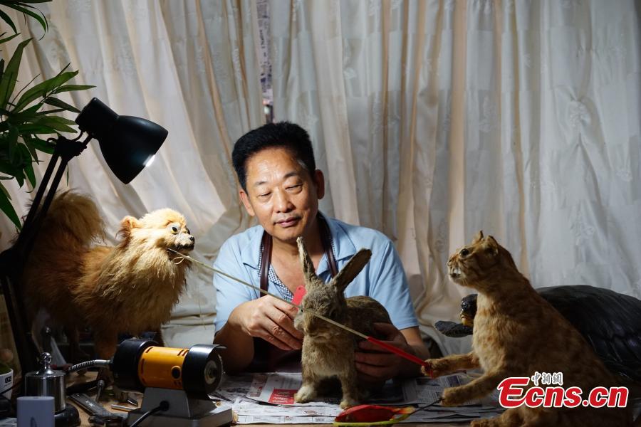 Man makes animal specimens for more than 20 years(1/6)