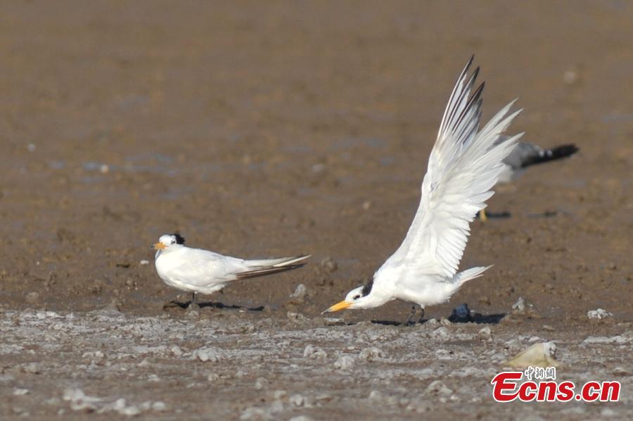 Critically endangered bird found in Qingdao(1/4)