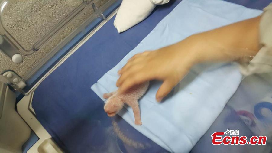 Giant panda cub born in Madrid zoo (1/4)