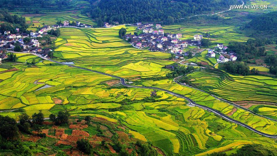 Scenery of paddy fields in central China's village(1/3)