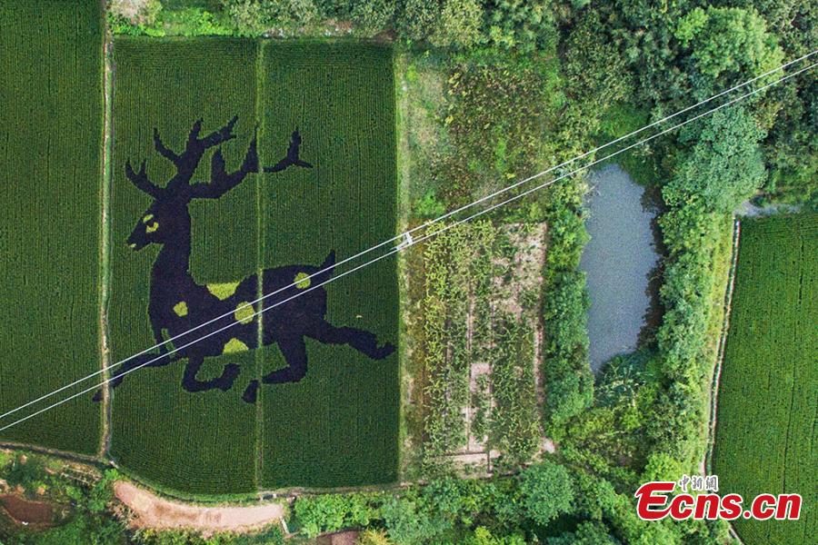 Rice paddy art in East China city(1/4)
