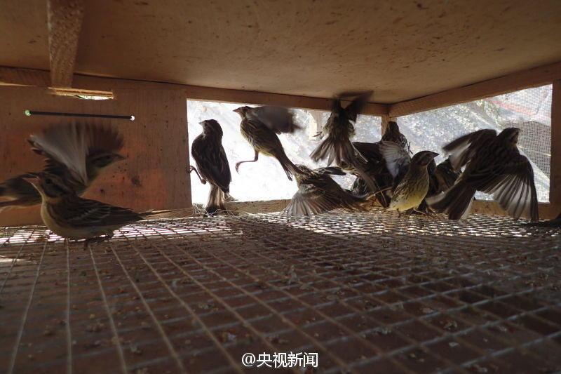 Volunteers find 36,000 caged migratory birds (1/6)