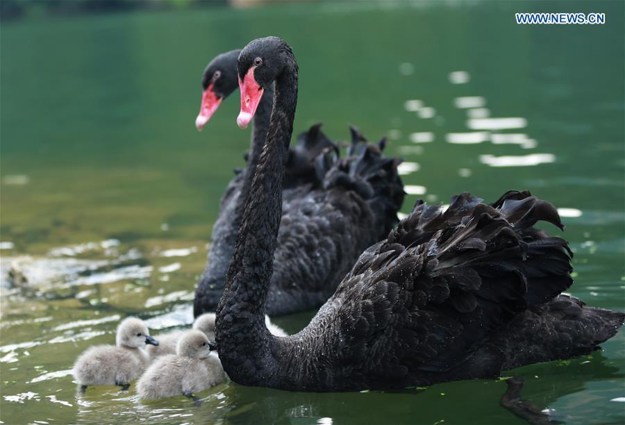 Black swans swim with babies on Baofeng Lake(1/3)