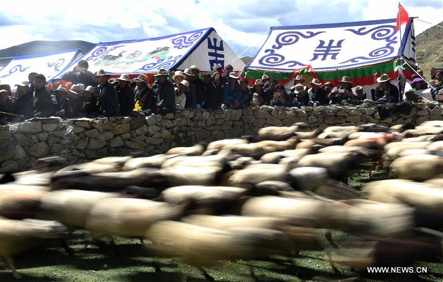 Sheep show held in Tibet(1/5)