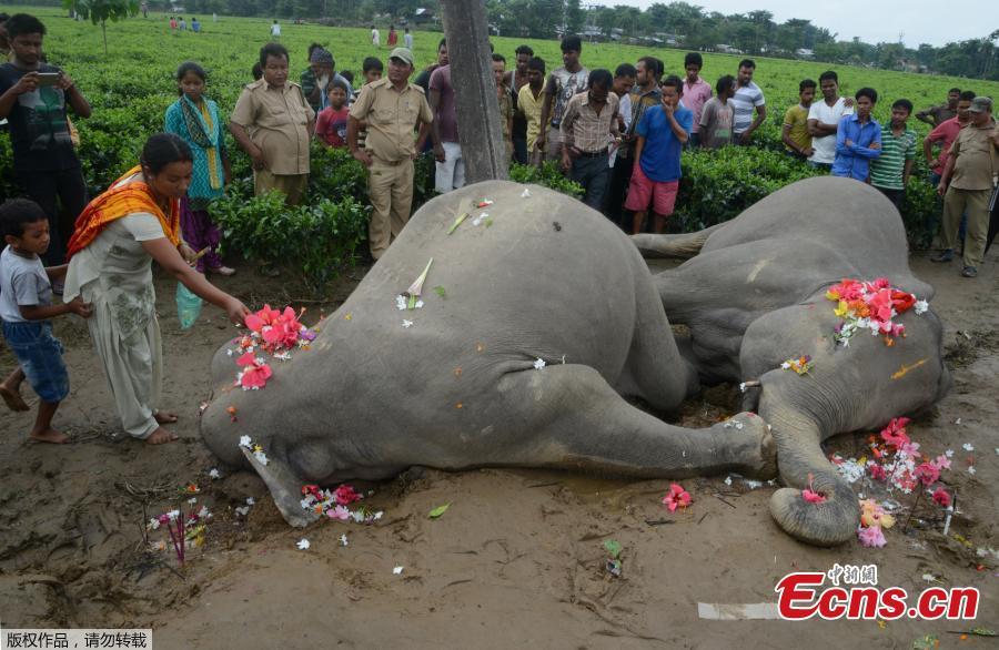 Two elephants electrocuted in east India(1/3)