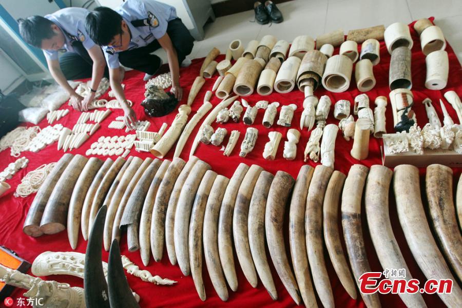 Police smash smuggling ring of ivory and rhino horn(1/3)