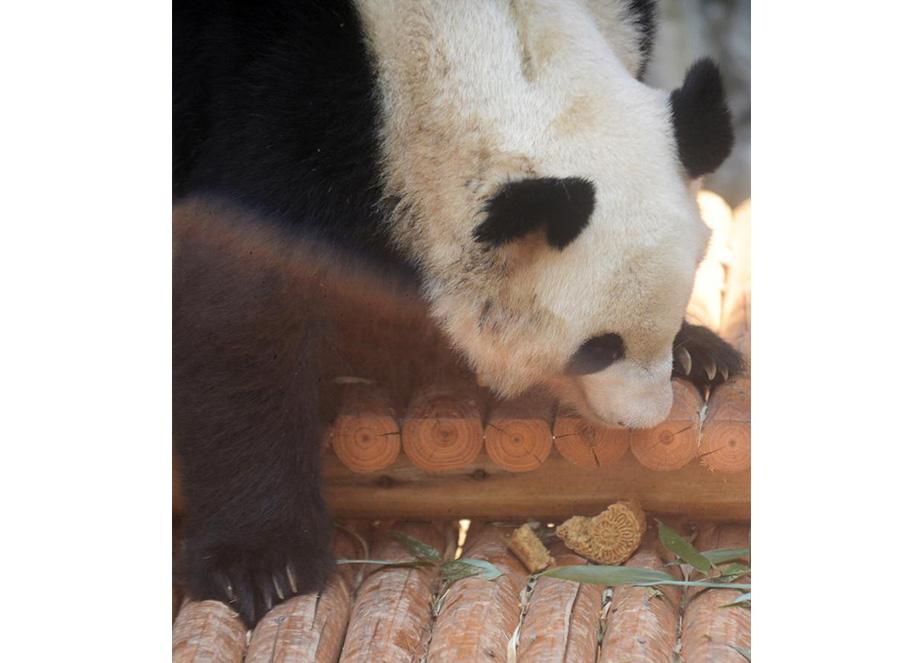 A panda enjoys tailor-made moon cakes with bamboo leaves stuffing in Zhuyuwan zoo in Yangzhou city, East China\'s Jiangsu province, on September 13, 2016. Moon cakes are a special traditional delicacy that Chinese eat on the annual mid-Autumn festival, which falls on September 15 this year. (Photo/Xinhua)