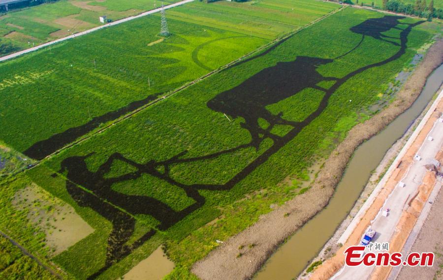 Rice paddy art aims to attract tourists in East China city (1/2)
