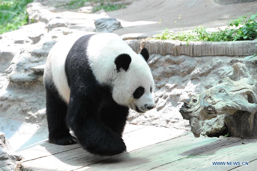 Giant panda couple Chuang Chuang, Lin Hui in N Thailand(1/5)