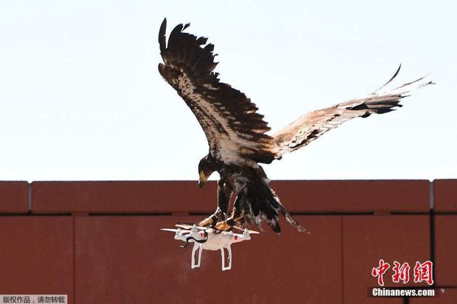 Dutch police use real eagles to counter drones(1/3)