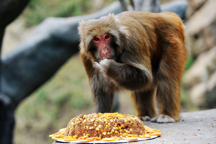 A monkey enjoys tailor-made moon cakes with stuffing mixed with raisin, dates and carrots in Qingdao Forest Wildlife Zoon, East China\'s Shandong province on September 13, 2016. Moon cakes are a special traditional delicacy that Chinese eat on the annual mid-Autumn festival, which falls on September 15 this year. (Photo/Xinhua)