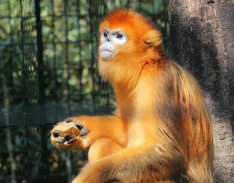 A golden monkey enjoys tailor-made moon cakes with banana stuffing in Zhuyuwan zoo in Yangzhou city, East China\'s Jiangsu province, on September 13, 2016. Moon cakes are a special traditional delicacy that Chinese eat on the annual mid-Autumn festival, which falls on September 15 this year. (Photo/Xinhua)