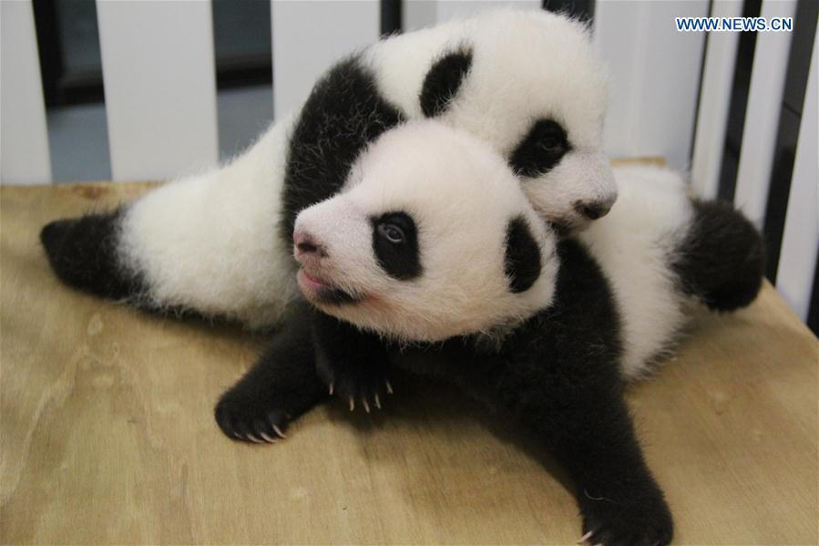 Macao's twin panda cubs named 'Jianjian', 'Kangkang'(1/3)