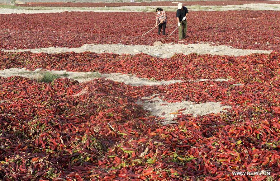 Xinjiang embraces harvest season for chillies(1/3)