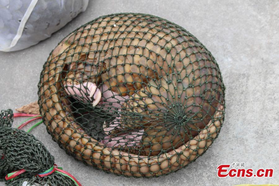 Guangdong police rescues 61 live pangolins(1/2)