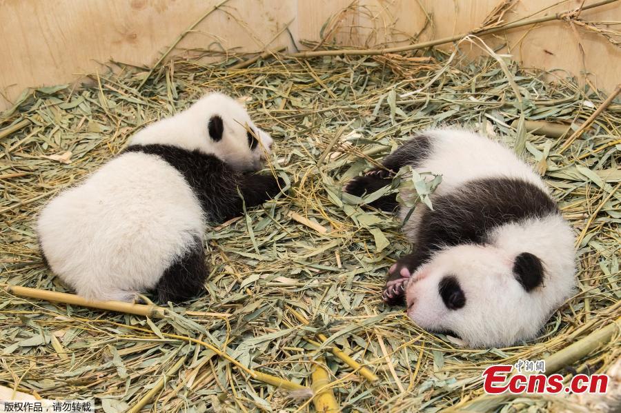 Lovely panda twins in Vienna zoo(1/2)