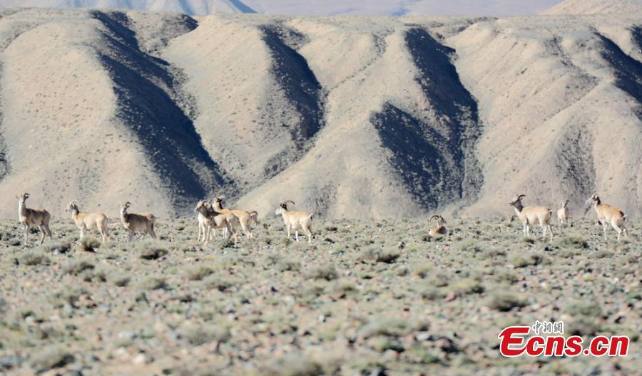 More rare wild animals settle in NW China nature reserve (1/5)