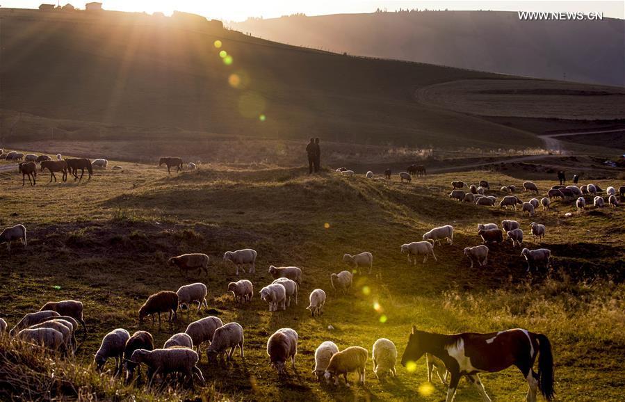 Shepherds tend herds on grassland in Xinjiang(1/4)