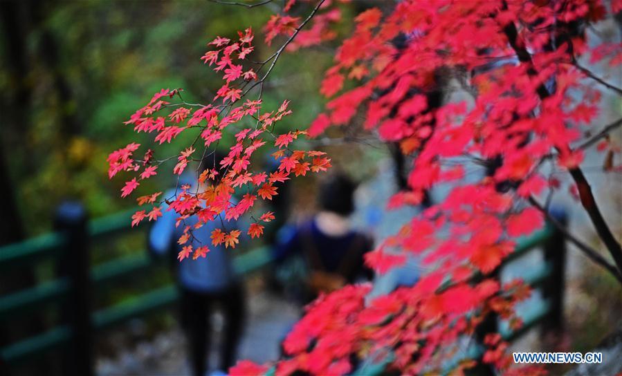 Tourists view maple leaves at Maple Valley in NE China's Liaoning(1/4)