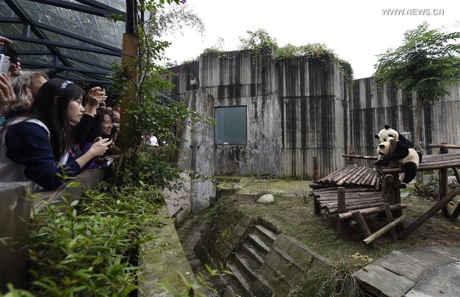 Tourists visit Chengdu Research Base of Giant Panda Breeding (1/4)