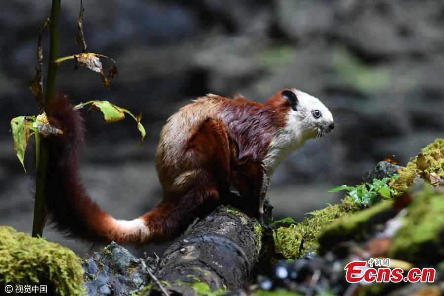 A complex-toothed flying squirrel is stranded at a deep sinkhole in a primitive forest in Hanzhong City, Northwest China’s Shaanxi Province. (Photo/CFP)