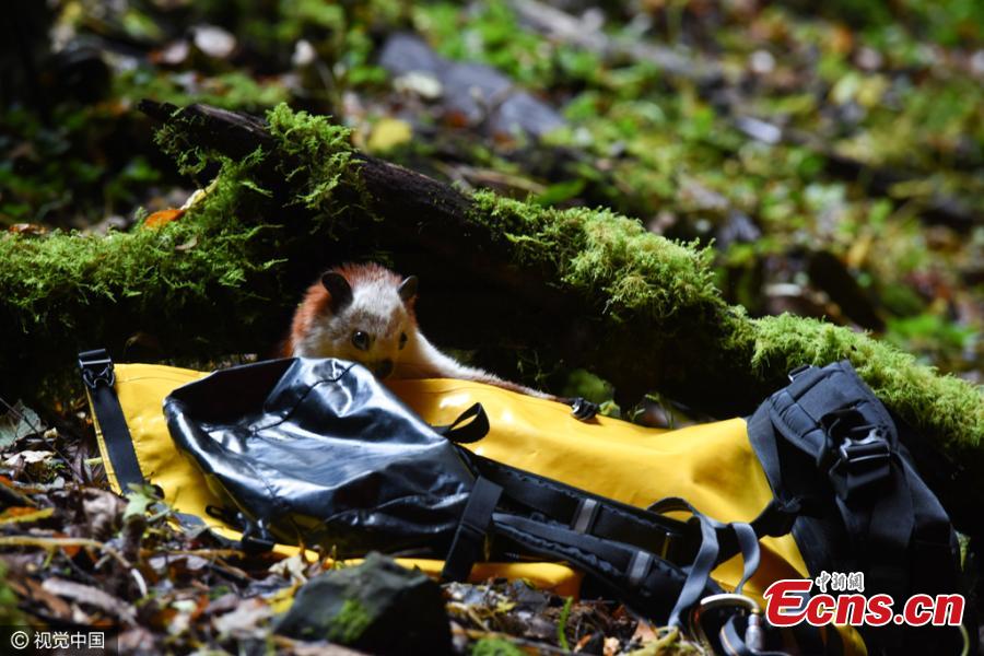 A complex-toothed flying squirrel is stranded at a deep sinkhole in a primitive forest in Hanzhong City, Northwest China’s Shaanxi Province. (Photo/CFP)