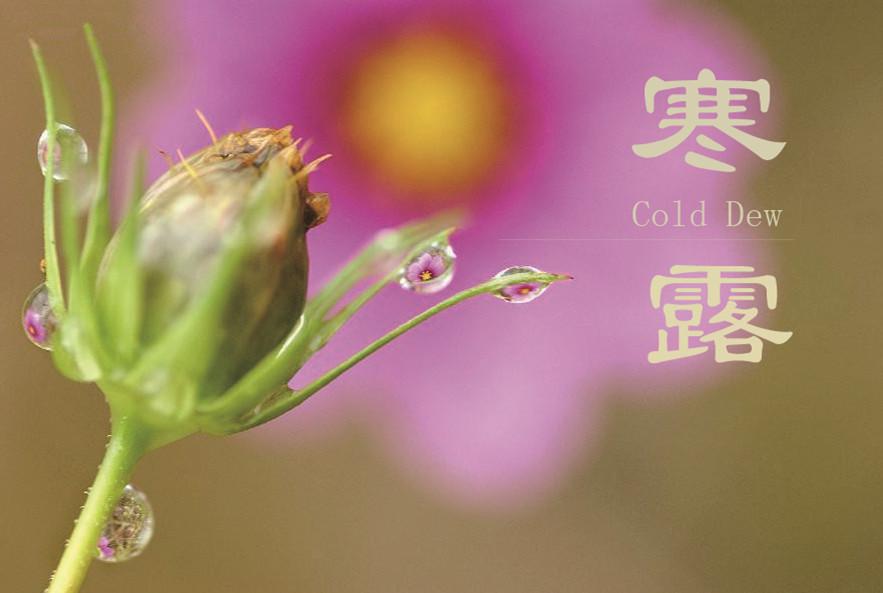 8 things you may not know about Cold Dew(1/8)