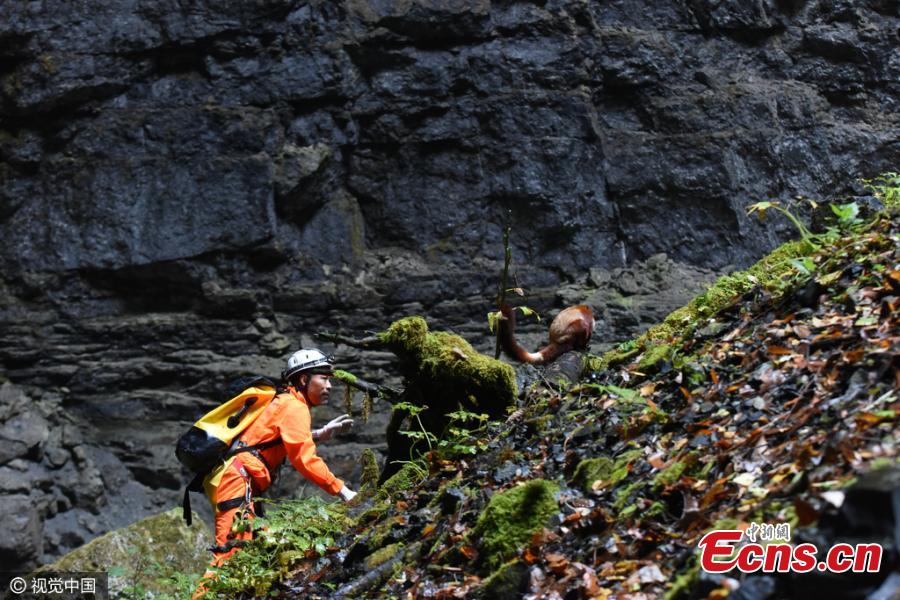 A member of an expedition approaches a complex-toothed flying squirrel stranded at a deep sinkhole in a primitive forest in Hanzhong City, Northwest China’s Shaanxi Province. (Photo/CFP)