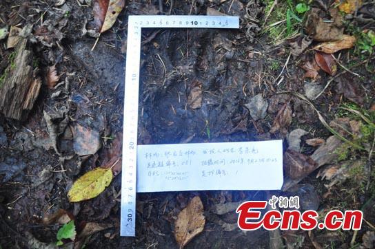 NE China forest finds signs of wild Siberian tigers (1/3)