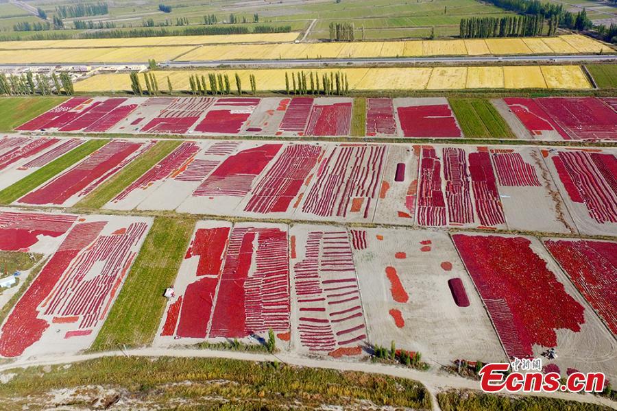 NW China county thrives on pepper(1/5)
