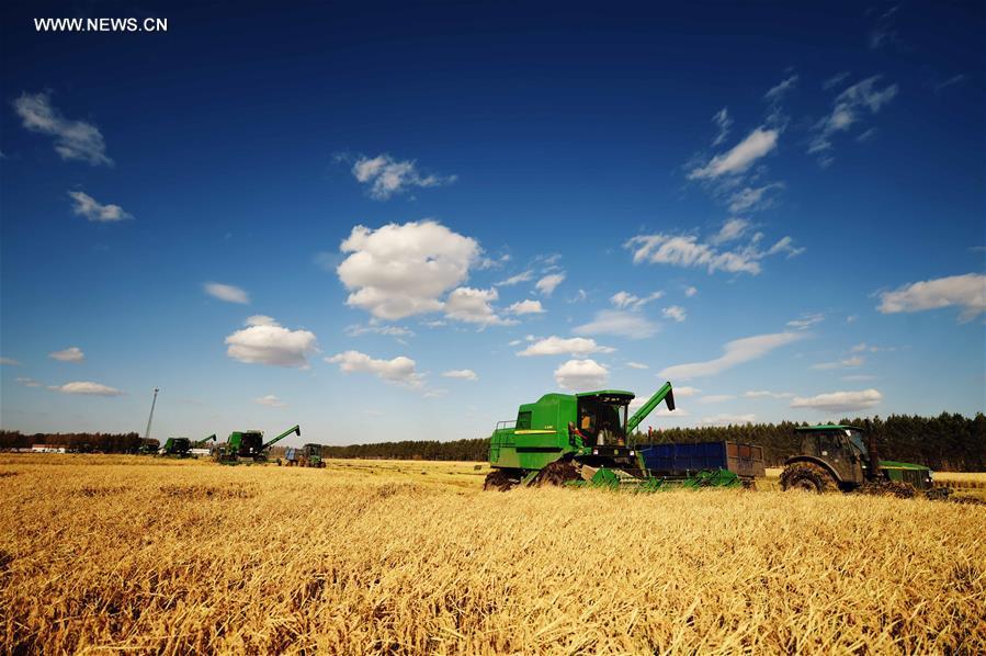 Harvest season of paddy rice starts in Heilongjiang(1/8)