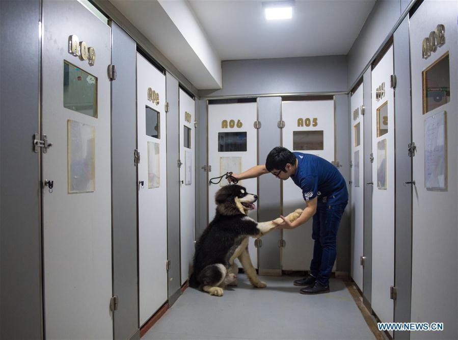 Pet hotel seen in Wuhan, China's Hubei(1/3)