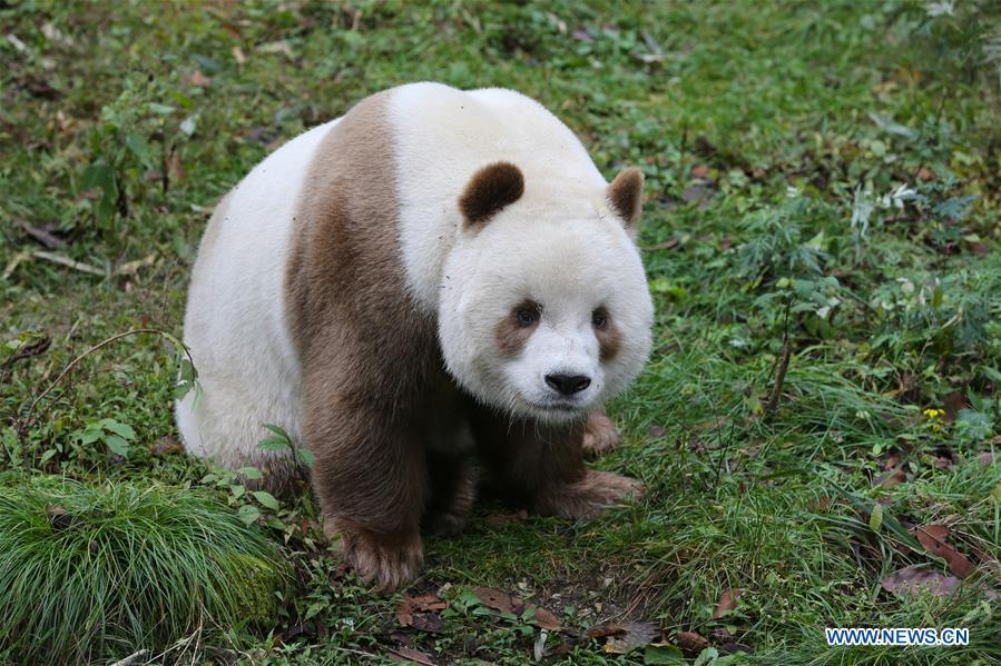 Qizai, rare brown giant panda in China(1/5)