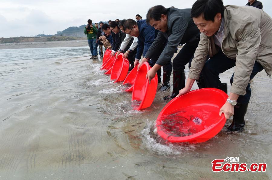 1.4 million baby fish released into Yangtze River(1/5)