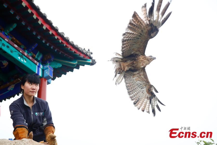 Beijing sets free three birds of prey(1/4)
