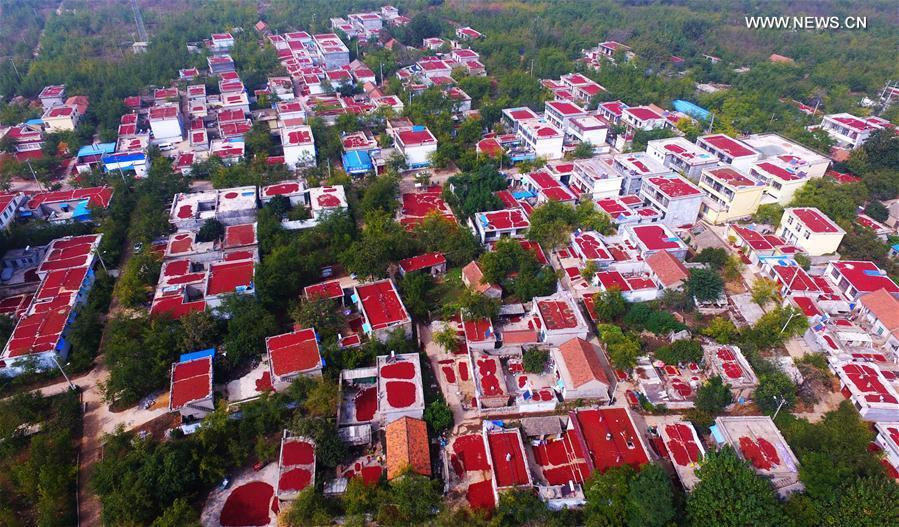 Jujube fruits harvested in Zaozhuang of Shandong(1/2)