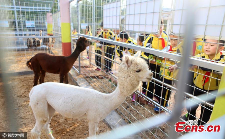 Kids connect with animals at elementary school (1/3)