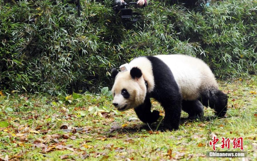 Two captive-bred pandas back in nature(1/10)