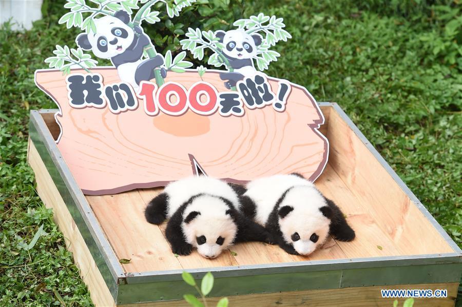 100-day celebration held for twin panda cubs in SW China(1/5)
